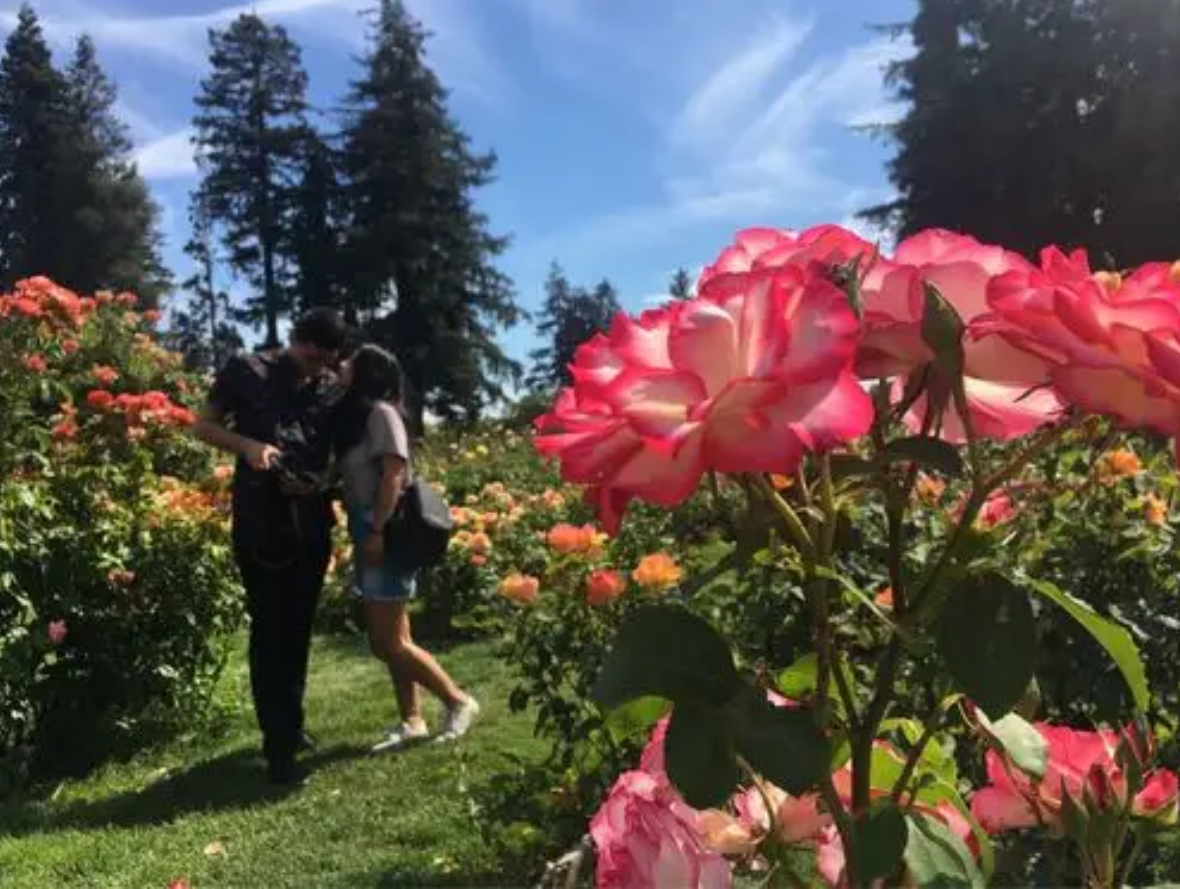 新野单身之约：我在玫瑰花下等你