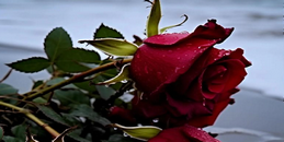 6844e81b7673e.png 2025-03-03_173705.png